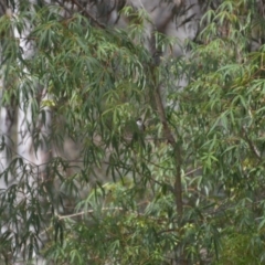 Caligavis chrysops at Wamboin, NSW - 9 Jan 2020