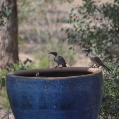 Philemon corniculatus (Noisy Friarbird) at Wamboin, NSW - 9 Jan 2020 by natureguy