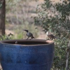 Philemon corniculatus at Wamboin, NSW - 9 Jan 2020