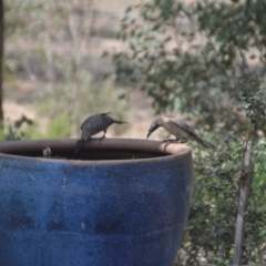 Philemon corniculatus at Wamboin, NSW - 9 Jan 2020