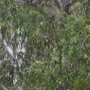 Melithreptus lunatus at Wamboin, NSW - 9 Jan 2020