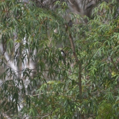 Melithreptus lunatus (White-naped Honeyeater) at Wamboin, NSW - 9 Jan 2020 by natureguy