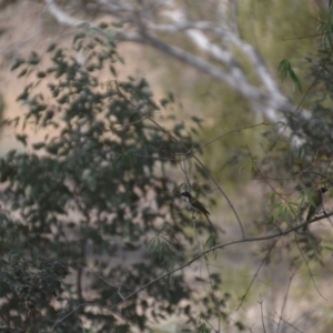 Melithreptus lunatus at Wamboin, NSW - 9 Jan 2020