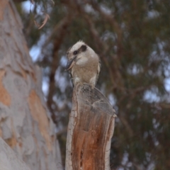 Dacelo novaeguineae (Laughing Kookaburra) at Wamboin, NSW - 9 Jan 2020 by natureguy