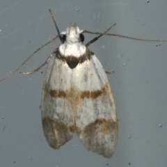 Chezala brachypepla (A Concealer moth) at Lilli Pilli, NSW - 16 Jan 2020 by jb2602