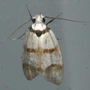 Chezala brachypepla at Lilli Pilli, NSW - 16 Jan 2020 07:46 PM