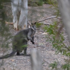 Wallabia bicolor (Swamp Wallaby) at QPRC LGA - 9 Jan 2020 by natureguy