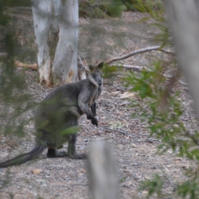 Wallabia bicolor (Swamp Wallaby) at QPRC LGA - 9 Jan 2020 by natureguy