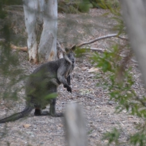Wallabia bicolor at Wamboin, NSW - 9 Jan 2020