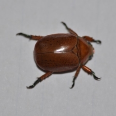 Anoplognathus porosus (Porosus Christmas beetle) at QPRC LGA - 11 Jan 2020 by natureguy