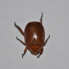 Anoplognathus porosus at Wamboin, NSW - 11 Jan 2020