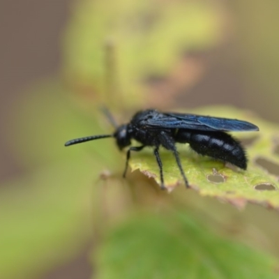 Austroscolia soror (Blue Flower Wasp) at QPRC LGA - 11 Jan 2020 by natureguy