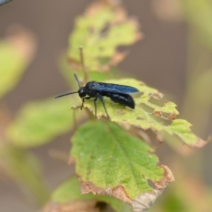 Austroscolia soror at Wamboin, NSW - 11 Jan 2020