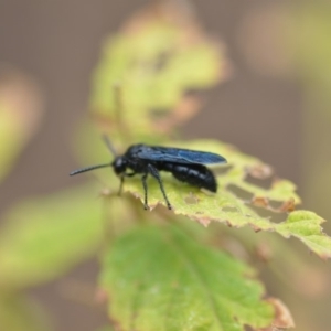 Austroscolia soror at Wamboin, NSW - 11 Jan 2020