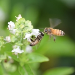 Apis mellifera (European honey bee) at QPRC LGA - 11 Jan 2020 by natureguy