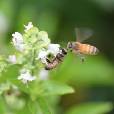 Apis mellifera (European honey bee) at Wamboin, NSW - 11 Jan 2020 by natureguy