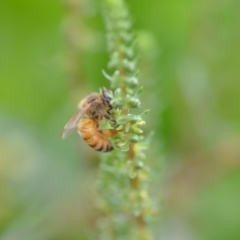 Apis mellifera at Wamboin, NSW - 11 Jan 2020 03:36 PM