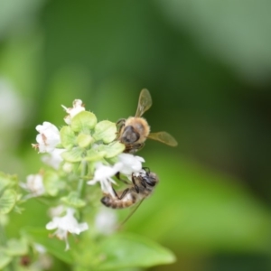 Apis mellifera at Wamboin, NSW - 11 Jan 2020 03:36 PM