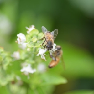 Apis mellifera at Wamboin, NSW - 11 Jan 2020