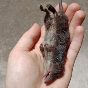 Antechinus agilis at Brogo, NSW - 22 Jan 2020