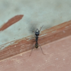 Myrmecia fulvipes (Red-legged Toothless bull ant) at Wamboin, NSW - 11 Jan 2020 by natureguy