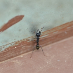 Myrmecia fulvipes at Wamboin, NSW - 11 Jan 2020