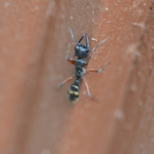 Myrmecia fulvipes at Wamboin, NSW - 11 Jan 2020