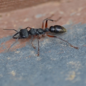 Myrmecia fulvipes at Wamboin, NSW - 11 Jan 2020