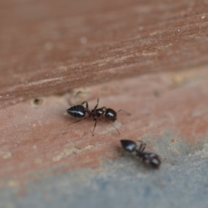 Crematogaster sp. (genus) at Wamboin, NSW - 11 Jan 2020