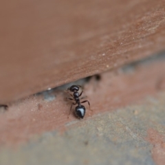 Crematogaster sp. (genus) at Wamboin, NSW - 11 Jan 2020