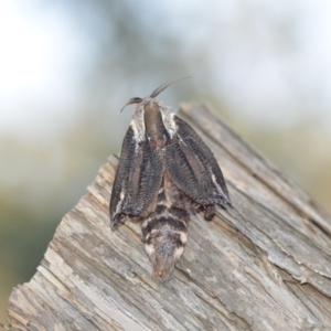 Endoxyla encalypti at Wamboin, NSW - 12 Jan 2020