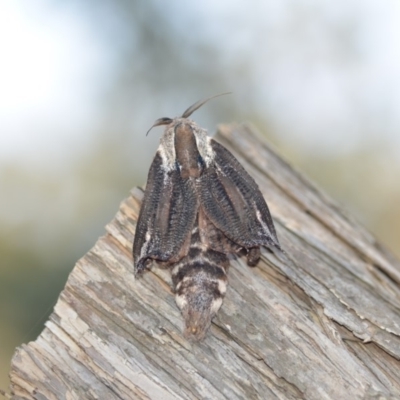Endoxyla encalypti (Wattle Goat Moth) at QPRC LGA - 12 Jan 2020 by natureguy
