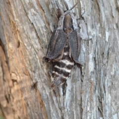 Endoxyla encalypti at Wamboin, NSW - 12 Jan 2020