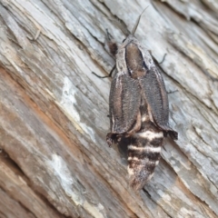 Endoxyla encalypti at Wamboin, NSW - 12 Jan 2020