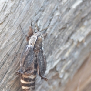 Endoxyla encalypti at Wamboin, NSW - 12 Jan 2020