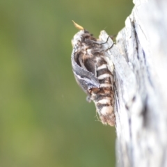 Endoxyla encalypti at Wamboin, NSW - 12 Jan 2020