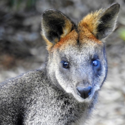 Wallabia bicolor (Swamp Wallaby) at Acton, ACT - 30 Aug 2019 by HelenCross