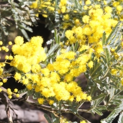 Acacia dealbata (Silver Wattle) at Cotter Reserve - 21 Aug 2019 by PeteWoodall