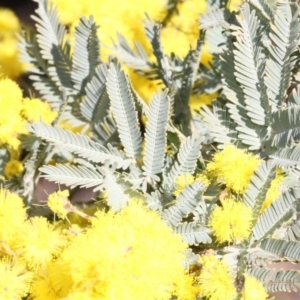 Acacia dealbata at Coree, ACT - 22 Aug 2019