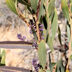 Hardenbergia violacea at Cotter River, ACT - 22 Aug 2019
