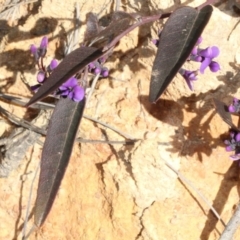 Hardenbergia violacea at Cotter River, ACT - 22 Aug 2019