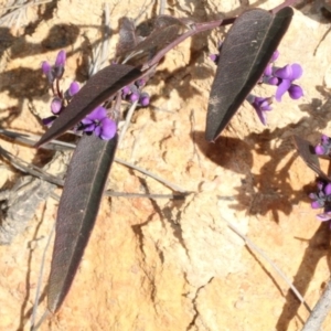 Hardenbergia violacea at Cotter River, ACT - 22 Aug 2019