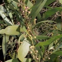 Acacia melanoxylon (Blackwood) at Lower Cotter Catchment - 22 Aug 2019 by PeteWoodall