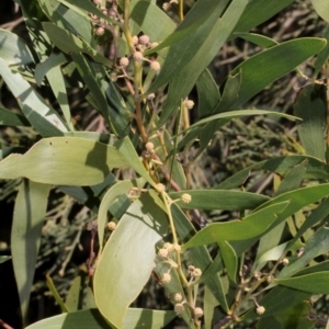 Acacia melanoxylon at Cotter River, ACT - 22 Aug 2019
