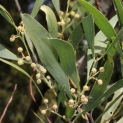 Acacia melanoxylon at Cotter River, ACT - 22 Aug 2019 10:40 AM