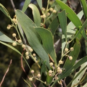 Acacia melanoxylon at Cotter River, ACT - 22 Aug 2019