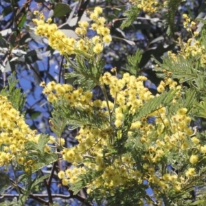 Acacia dealbata subsp. subalpina at Cotter River, ACT - 22 Aug 2019