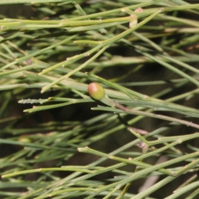 Exocarpos strictus (Dwarf Cherry) at Cotter River, ACT - 22 Aug 2019 by PeteWoodall