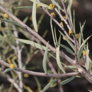 Acacia siculiformis at Cotter River, ACT - 22 Aug 2019 10:44 AM