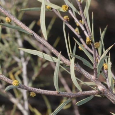 Acacia siculiformis (Dagger Wattle) at Lower Cotter Catchment - 22 Aug 2019 by PeteWoodall